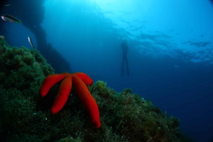 Catania: Scuba Diving Experience