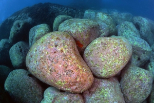 Catania: Scuba Diving Experience