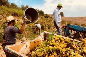 Matlagingskurs: Tilberedning av sicilianske retter