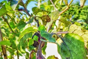 Matlagingskurs: Tilberedning av sicilianske retter