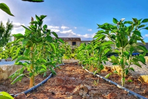 Kochkurs: Sizilianische Gerichte kochen
