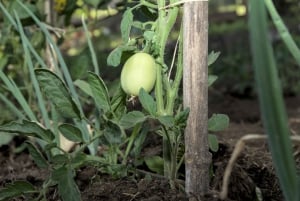 Siciliaanse kookles in een professionele keuken op de Etna met biologische moestuin