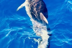 Entdecke die Magie des Segelns: Bootstour in Catania