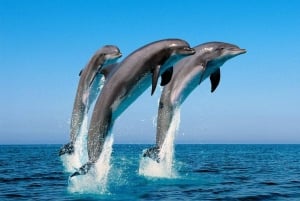 Delfinutflukt med katamaran i Taormina