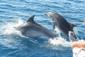 Delfinutflukt med katamaran i Taormina