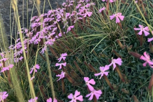 ONTDEK DE ETNA VANUIT CATANIA: makkelijke tour met gratis ophalen