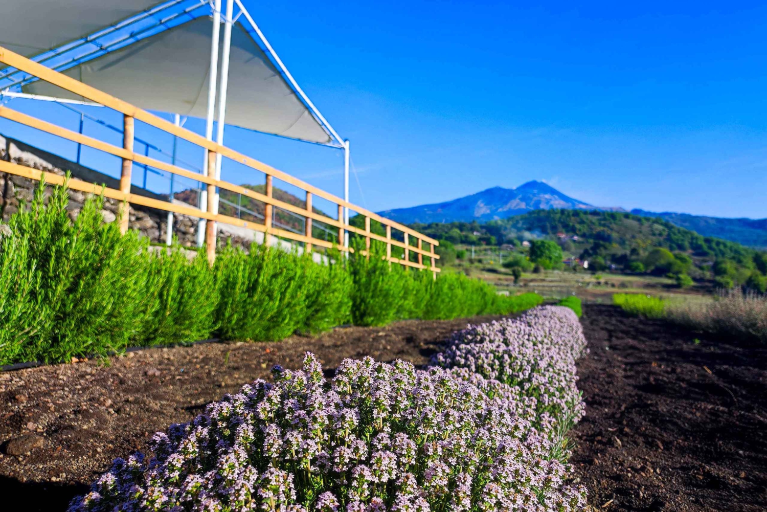 Etna Aromatic Experience: Aromas da Sicília e Sabores de Autor