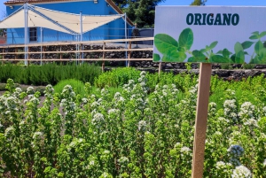 Etna Aromatic Experience: Aromas da Sicília e Sabores de Autor