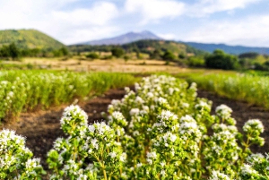 Etna Aromatic Experience: Aromas da Sicília e Sabores de Autor