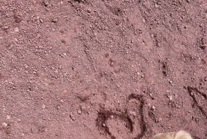 Etna Family Tour: tour semi-privato sull'Etna per famiglie