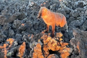ETNA SUNSET: GUIDED TOUR OF ETNA WITH PICKUP FROM CATANIA