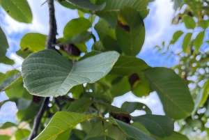 ETNA SONNENUNTERGANG: GEFÜHRTE TOUR DURCH ETNA MIT ABHOLUNG IN CATANIA