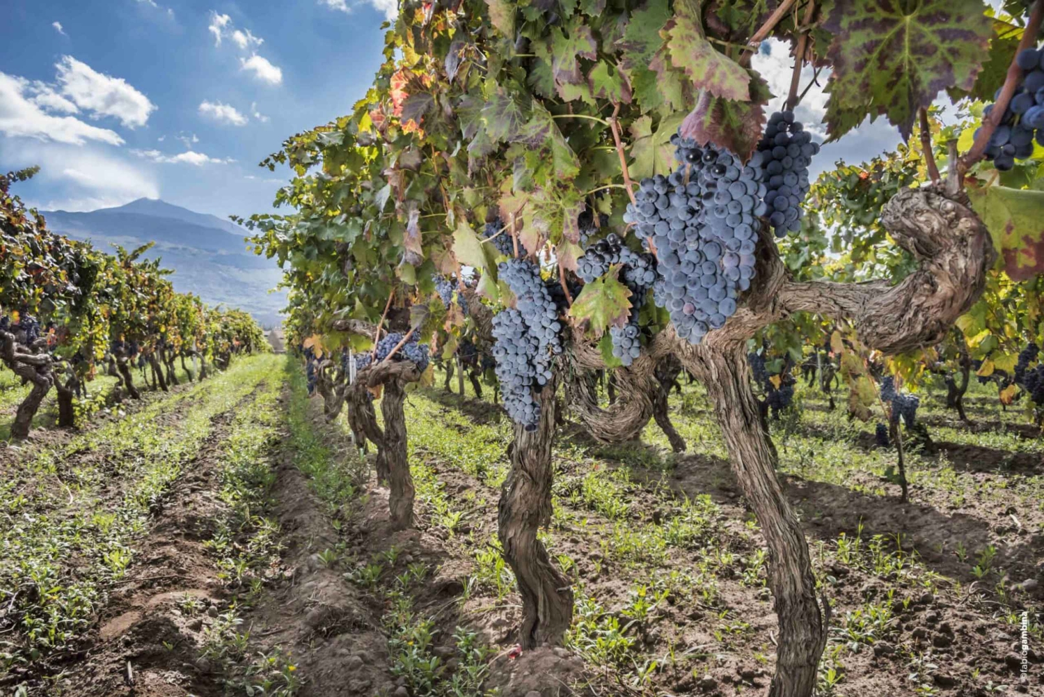 Tour privato dell'Etna e del vino