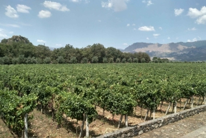 Etna : Dégustation de vin et visite culinaire