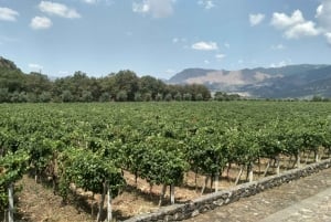 Etna: Wine Tasting and Food Tour
