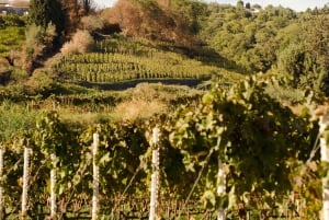 Ancient wine cellar on Mascali with Slow Food tasting