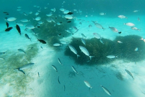 Favignana et l'île de Levanzo : Baignade, plongée en apnée et déjeuner