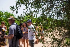 Dégustation d'huile d'olive à Syracuse, Sicile - Evoo Tour