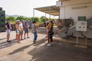 Dégustation d'huile d'olive à Syracuse, Sicile - Evoo Tour