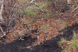 From Catania: Private Mount Etna Trek