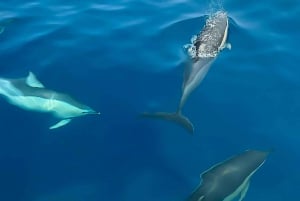 Desde Cefalú: Excursión en catamarán a Zingaro y Scopello