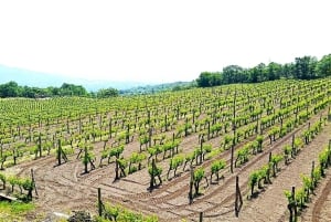 Fra Taormina: Etna-vandring og vinprovning på vingård