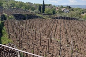 Fra Taormina: Etna-vandring og vinprovning på vingård