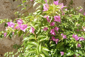 Desde Taormina o el puerto de Mesina: tour privado de El Padrino