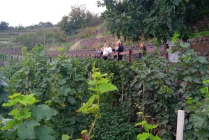 Fra Taormina: Privat 3 Etna-vinerier med mad og vin