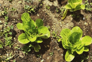 Vom Garten auf den Tisch: Sizilianischer Kochkurs