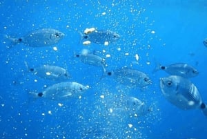 Desde Trapani Crucero de un día por Favignana y la isla de Levanzo