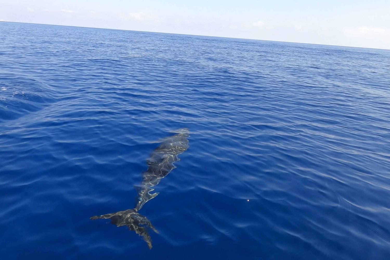 Von Trapani aus: Ganztägige Segelbootstour nach Favignana und Levanzo