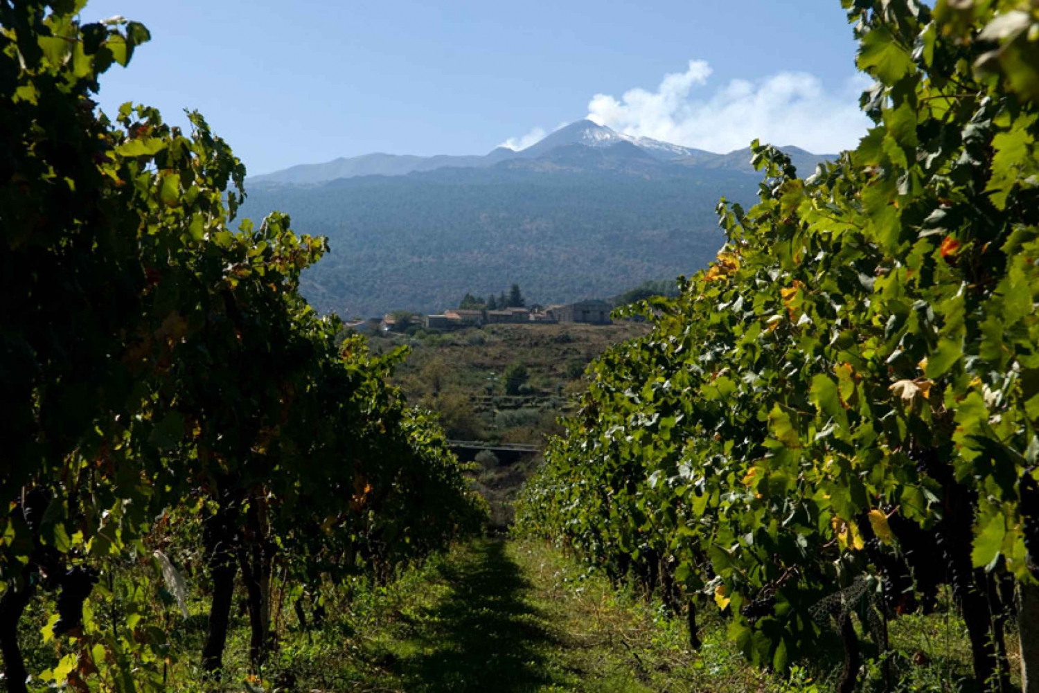 Full-Day Etna and Wine Tour from Catania