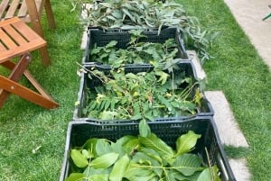 Furci Siculo: Öko-Druck-Workshop mit sizilianischen Pflanzen