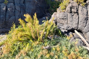 Giardini Naxos: Tour fra storia e leggende con guida esperta