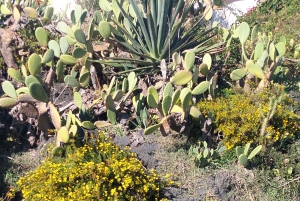 Giardini Naxos: Tour fra storia e leggende con guida esperta