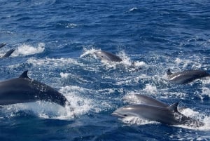 Giardini Naxos: Tour al tramonto in catamarano con i delfini con Aperetif