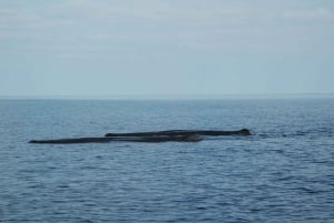 Giardini Naxos: Tour al tramonto in catamarano con i delfini con Aperetif