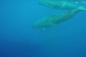 Giardini Naxos: Tour al tramonto in catamarano con i delfini con Aperetif
