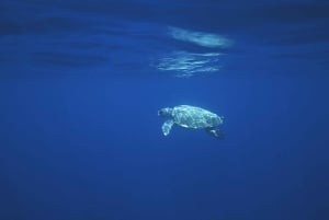 Giardini Naxos: Tour al tramonto in catamarano con i delfini con Aperetif
