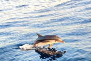Giardini Naxos : excursion en bateau au coucher du soleil à la recherche des dauphins