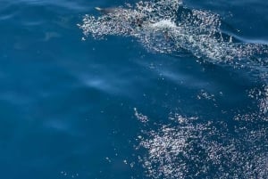 Giardini Naxos:Sunset with Dolphin sighting and Aperitif