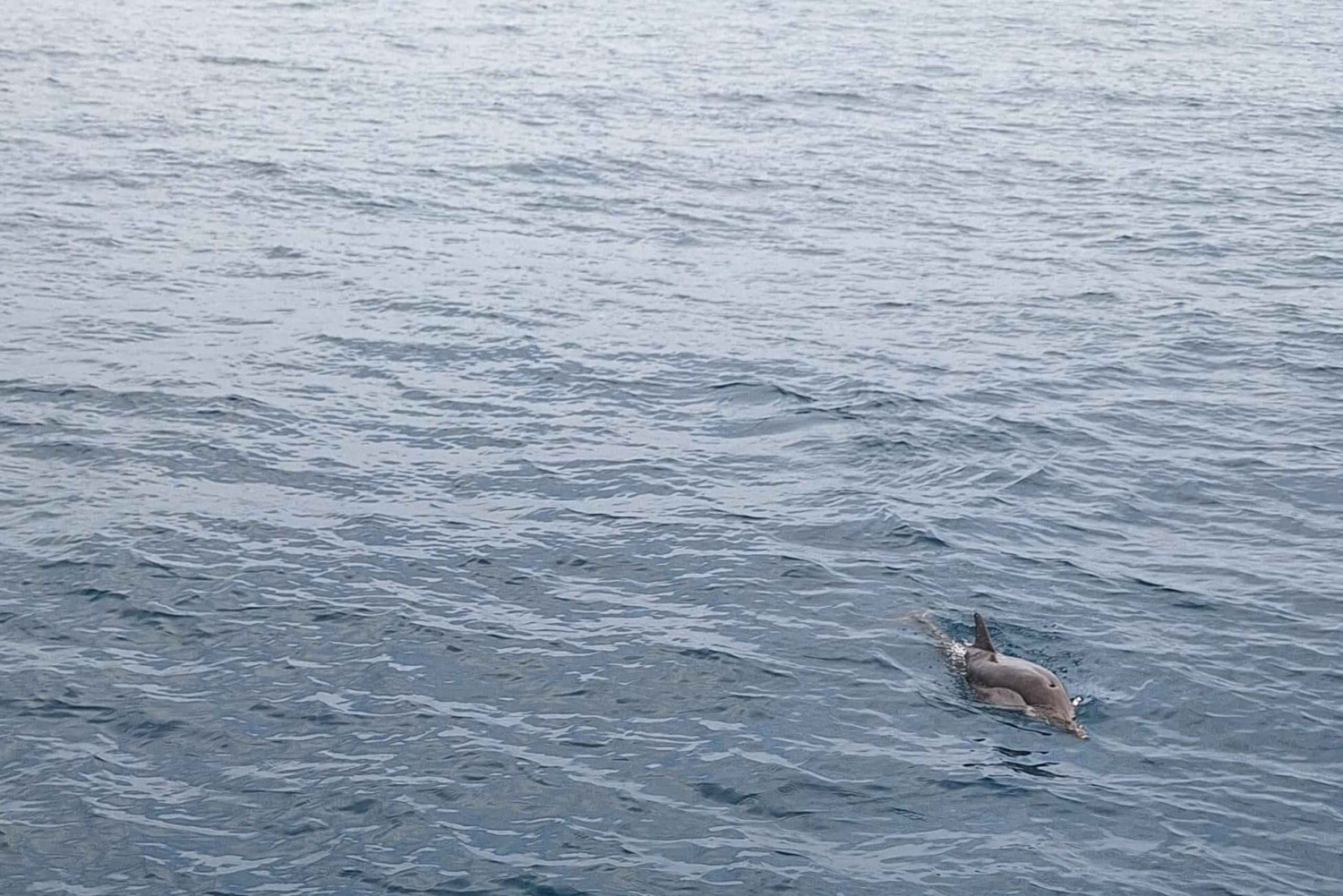 Giardini Naxos Taormina: Dolphin Watching Sunset Tour