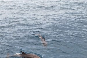 Giardini Naxos Taormina : Observation des dauphins au coucher du soleil