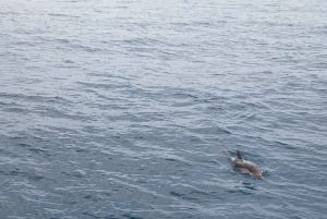 Giardini Naxos Taormina : Observation des dauphins au coucher du soleil