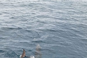Giardini Naxos Taormina : Observation des dauphins au coucher du soleil