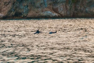 Giardini Naxos Taormina : Observation des dauphins au coucher du soleil