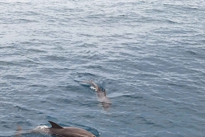 Giardini Naxos Taormina: Dolphin Watching Sunset Tour