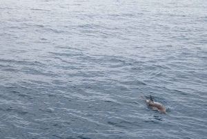 Giardini Naxos Taormina: Dolphin Watching Sunset Tour