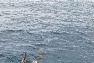 Giardini Naxos Taormina: Dolphin Watching Sunset Tour